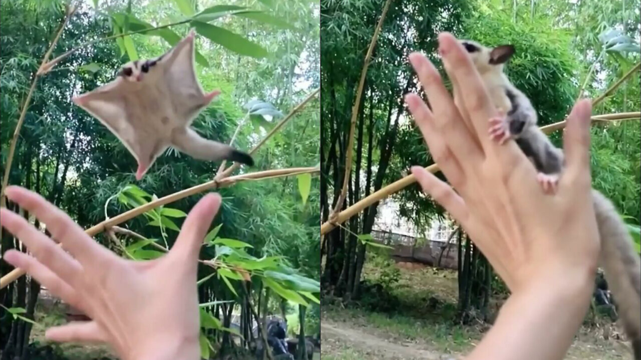 The human just reaches out, and the flying lemur already knows what to do.