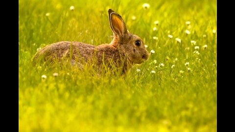 30 seconds of bunnies🥰