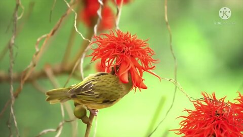 amazing world nature animal🐦🦜 sound & background music]