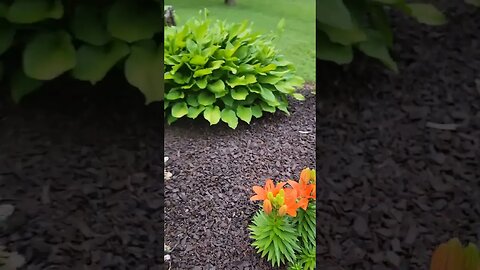 Cool Orange flowers by white bench #shorts #flowers