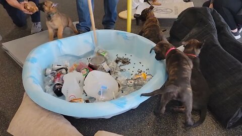 Puppy Feeding and Puppy Social Time. 7 week old Belgian Malinois and Dutch Shepherds.