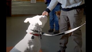 Extremely Reactive Dog/Pitbull - Leash Reactive Dog Training and Tips