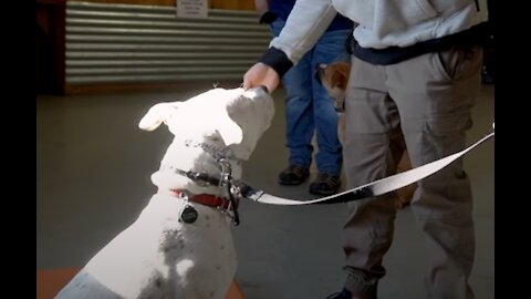 Extremely Reactive Dog/Pitbull - Leash Reactive Dog Training and Tips