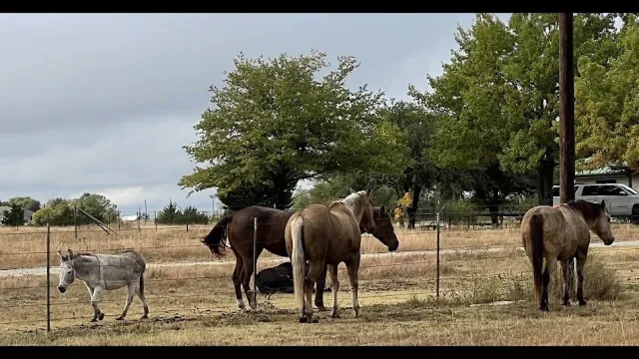 Messing With Horses - They Smell Food & Come Running