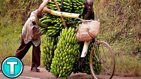 How Bananas are Grown