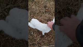 Lamb Snuggles! #animals #shorts #farming #homesteading #cute