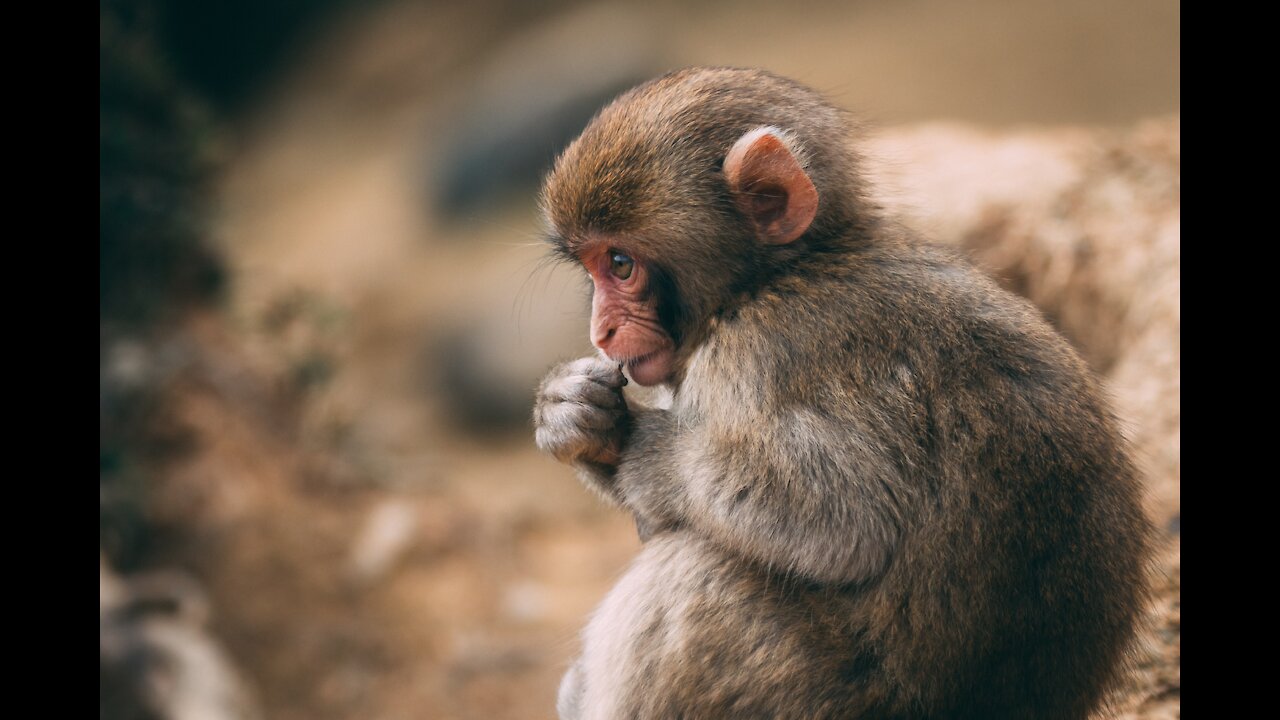 Best Monkey Moments with natural view