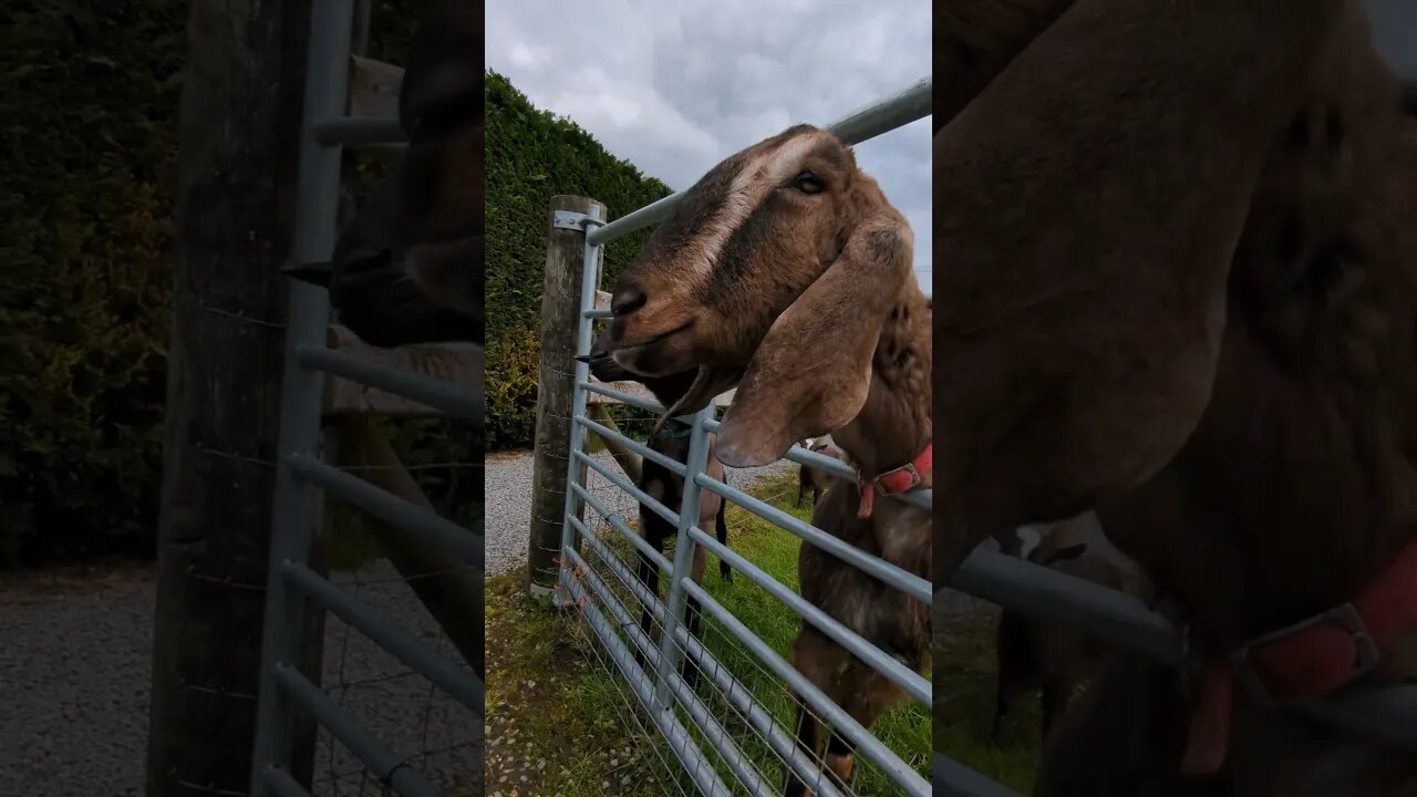 Cool goat #northernireland