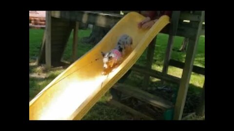 Coco At The Playground!