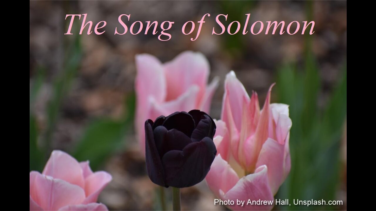 The Song of Solomon 7 | KJV