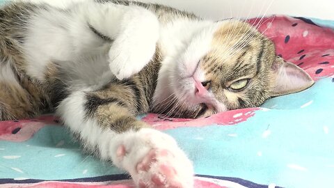 When He Feels Comfortable, Cat Sleeps on His Head