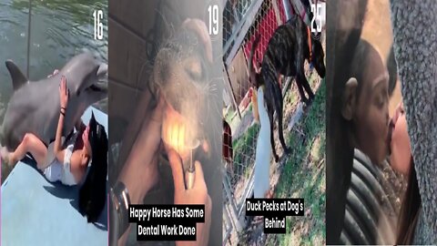 Animal fats funny animals funny video
