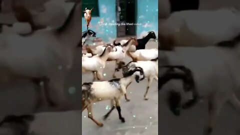 🐐Goat strolling and discouraging the street, #Shorts, #Goats, #Animal,#animallover, #viral, # trend