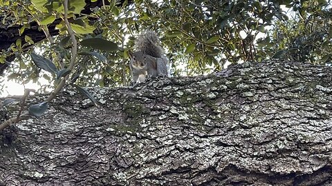 Backyard squirrel December 23 2023