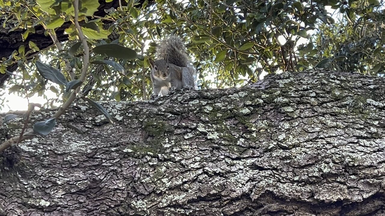 Backyard squirrel December 23 2023