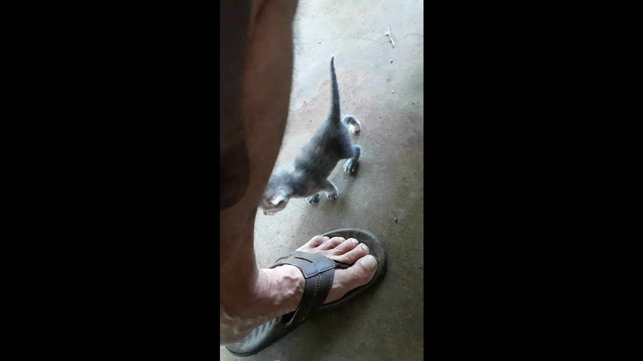 Kittens kitties ignore too adorable cute breaking down quickly