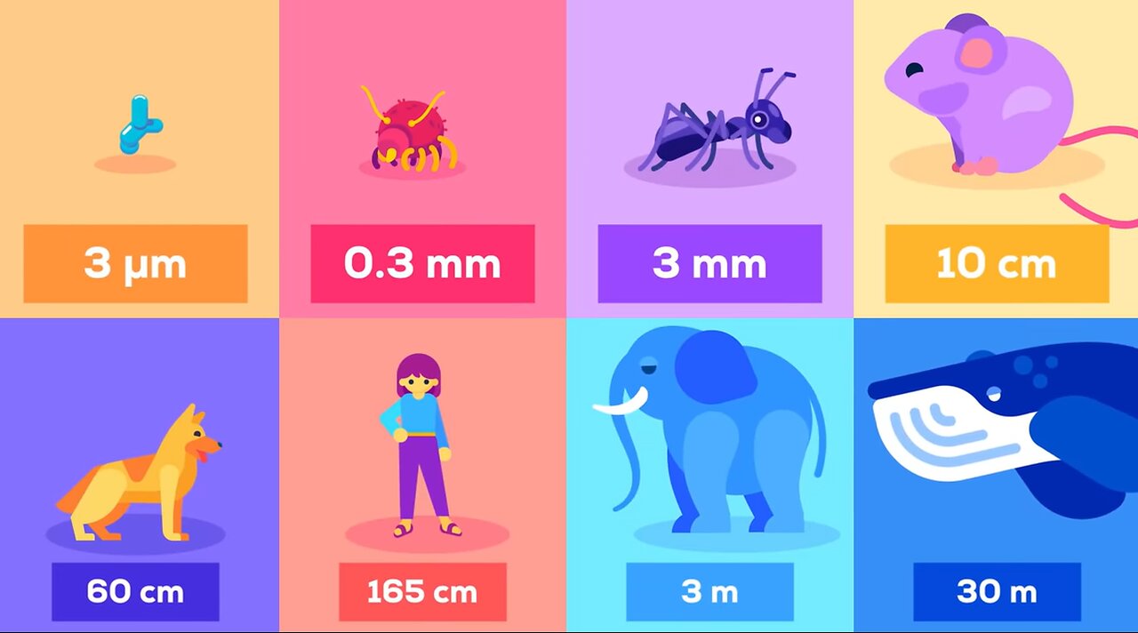 What Happens If We Throw an Elephant From a Skyscraper? Life & Size 1