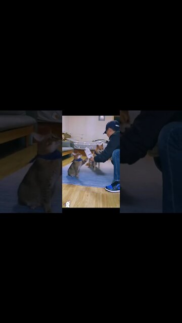 Dog and Cat Tricks! #shorts