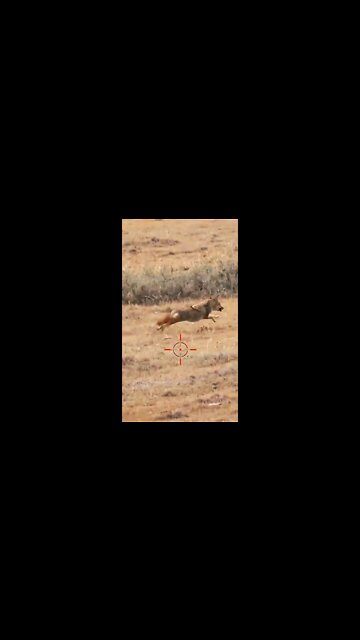 Hunting Coyotes #shorts #cat #animals #hunter #145