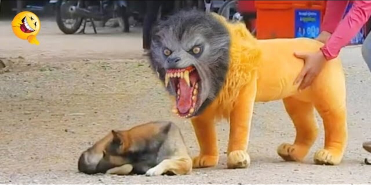 Fake lion and tiger dog prank