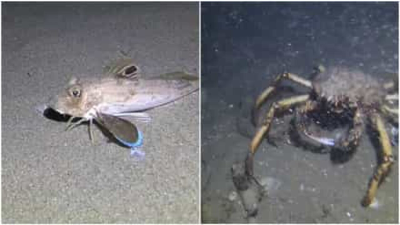 Un incidente marino tra un granchio e un pesce