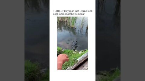 😂😂 Credits to @finestofworld on Instagram #shorts #shortsvideo #funny #fyp #turtle #crocodile
