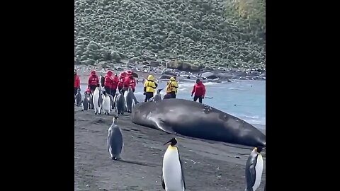 A HUGE seal