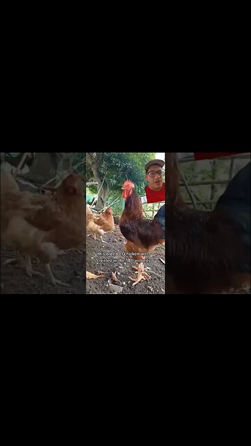 The Rhode island red is an iconic bird from... you guessed it