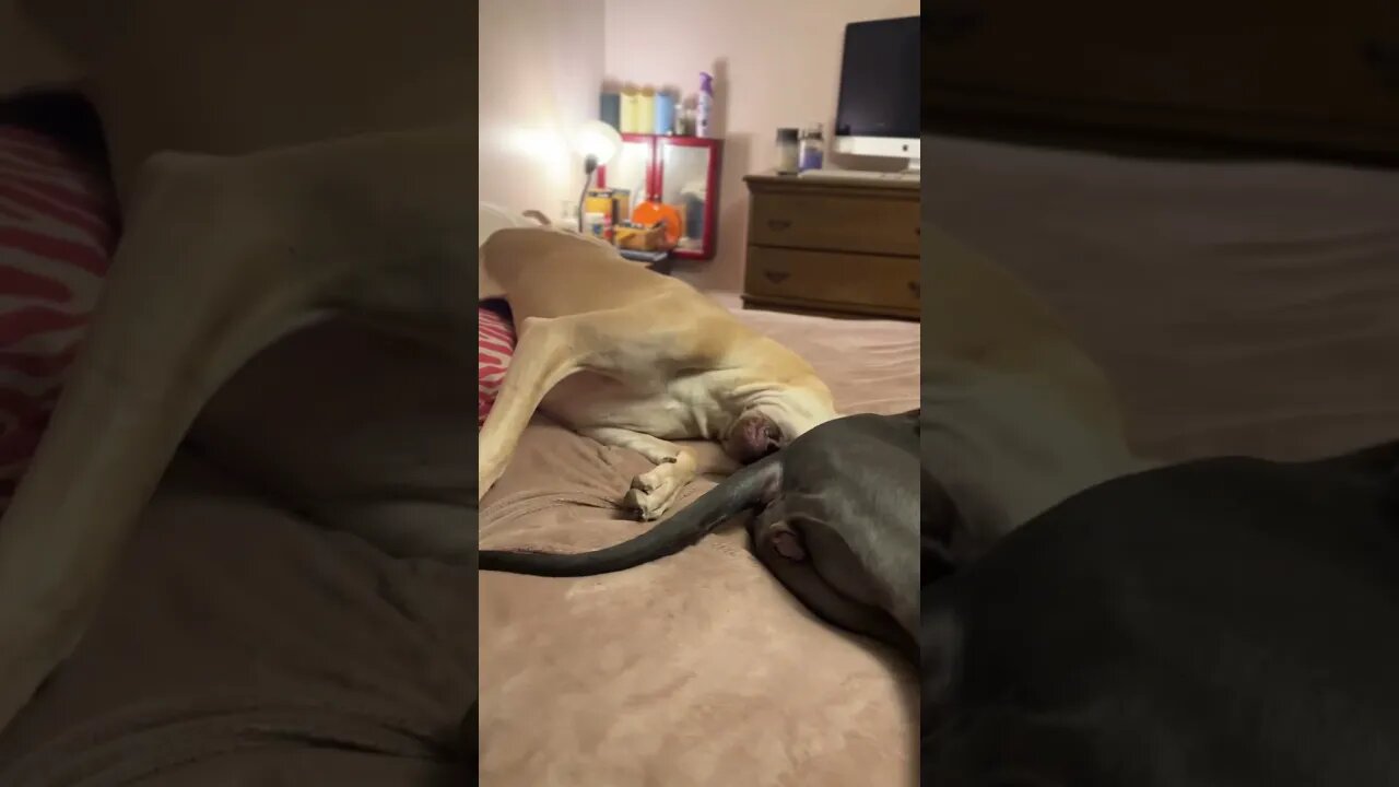 Destroying the bed??? #dogs #shorts #love #happy #like #short #shortvideo #realdog #doggie