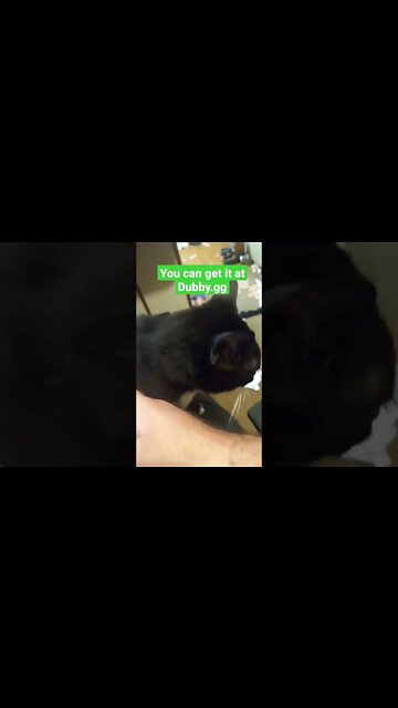 Kitty ad #shorts #shortsvideo #shortsfeed