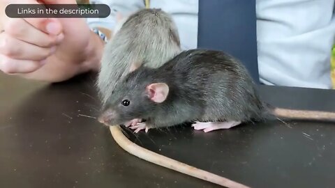 Rat, The Best Pet Mammal?