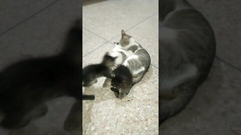 funny kitten 😸 play with mother tail !!!