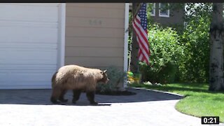 Bear and man spook each other so funny