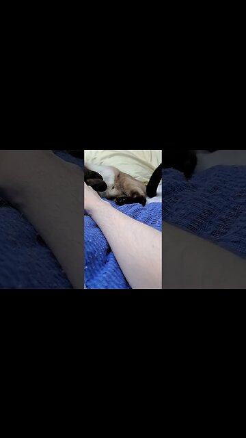 pretty baby 2 #cat #viral #babykitty