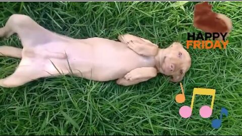 Animated Dog - Happy Friday