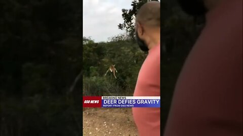 Deer 🦌 completely defies gravity