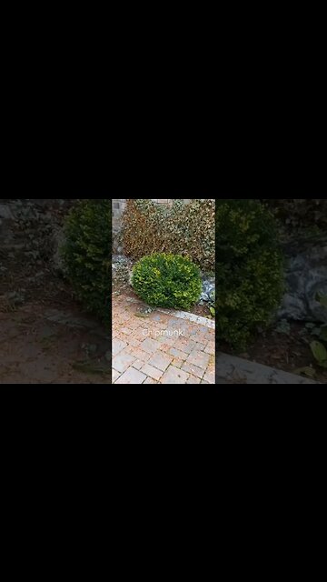 Chipmunk playing at the House. #chipmunk #shorts