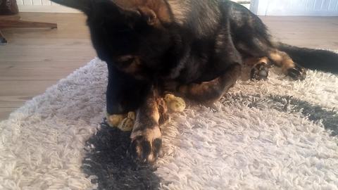 Gentle German Shepherd Watches Over Baby Quails