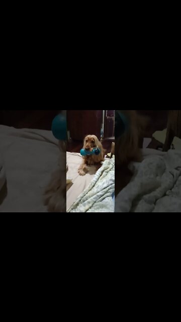 #dogshow, #amimals, #dogs, #shorts