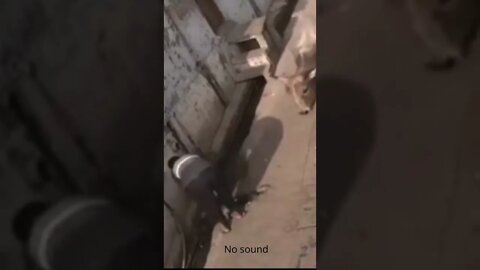 Animals behaving badly - Wait for it - try not to cringe #bull #man #shorts