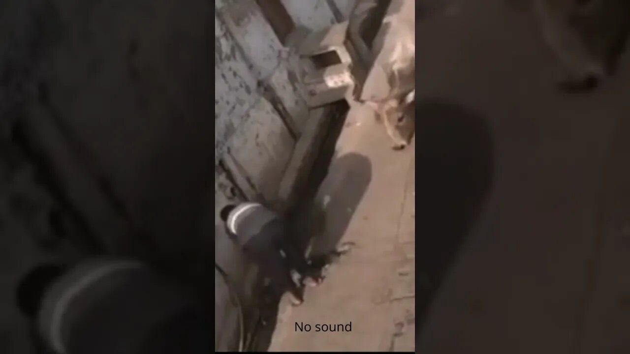 Animals behaving badly - Wait for it - try not to cringe #bull #man #shorts