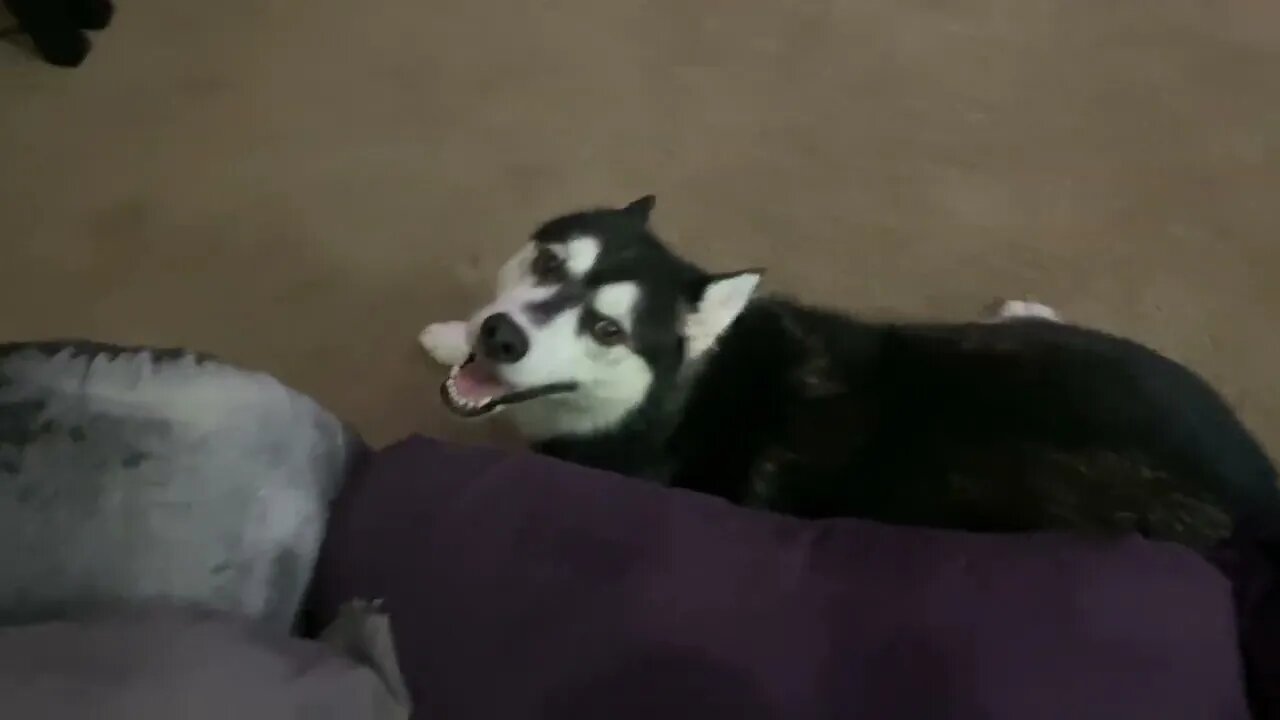 After bath zoomies #husky