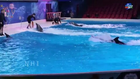 Dolphin Show in Dubai FULL VIDEO | Sea World's Dolphin Show Live