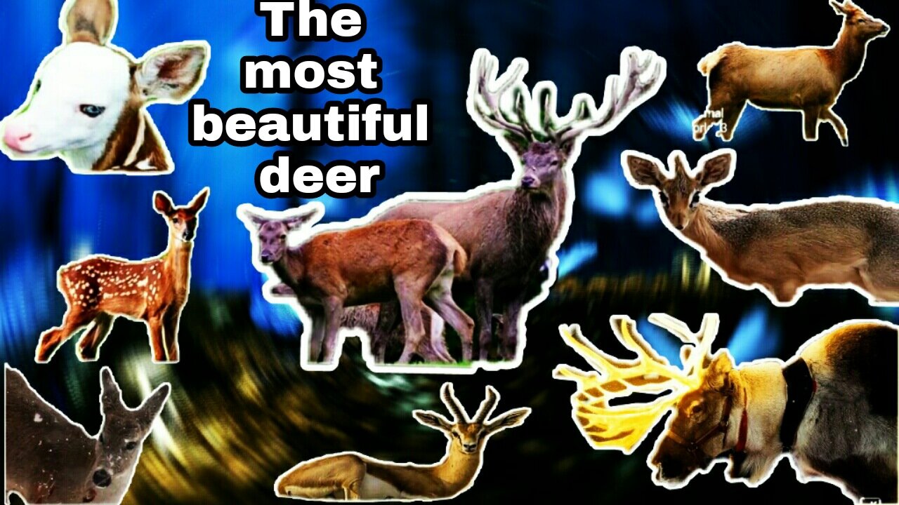 The most beautiful deer species in the world