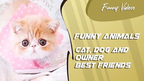 Funny Videos | Cat, Dog and Owner Best Friends Video Compilation 😻 Funny Cats