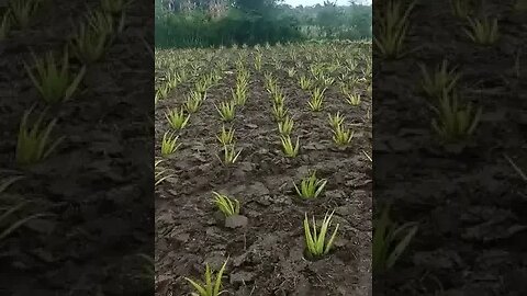 TANI LIDAH BUAYA ORGANIK SUKSES.. #shortvideo #shorts #lidahbuaya #aloevera #organik #pupukorganik