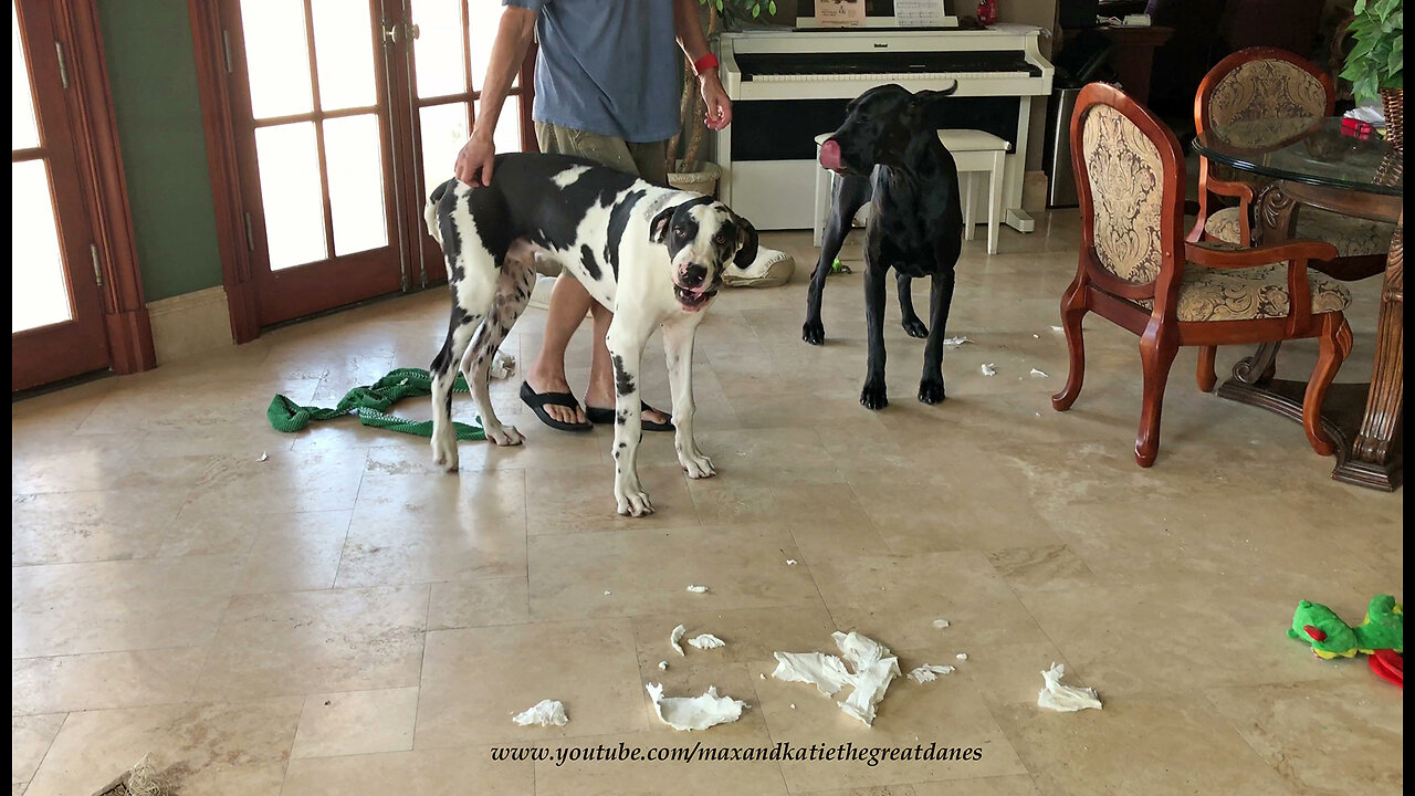 Great Dane puppy makes naughty mess while alone