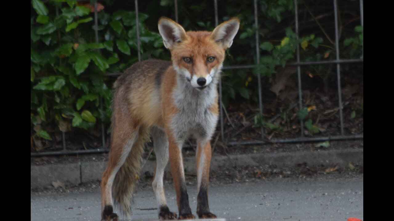 Wildlife In The Middle Of Berlin!