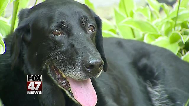 Ashes of Marine dog buried at Michigan War Dog Memorial