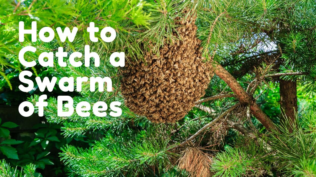 How to Catch a Swarm of Bees